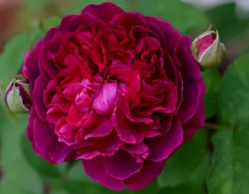 Rosa William Shakespeare 2000