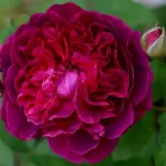 Rosa William Shakespeare 2000