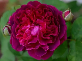 Rosa William Shakespeare 2000