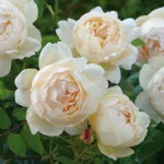 Rose Wollerton Old Hall® Ausblanket 