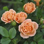 Rosa Apricot Clementine