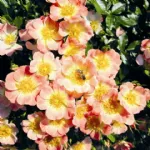 Bienenweide® Apricot 