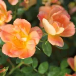 Bienenweide® Apricot 