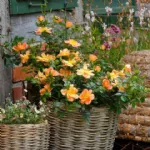 Bienenweide® Apricot 