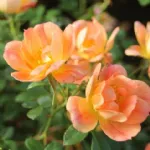 Bienenweide® Apricot 