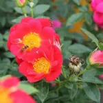 Bienenweide® Hellrot