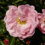 Rosa Charmant