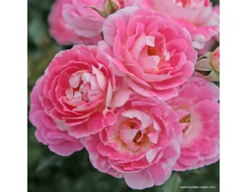 Flirt 2011 ® - The Hilda Ogden Rose