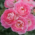 Flirt 2011 ® - The Hilda Ogden Rose