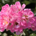 Flirt 2011 ® - The Hilda Ogden Rose