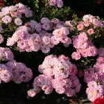 Flirt 2011 ® - The Hilda Ogden Rose