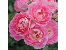 Flirt 2011 ® - The Hilda Ogden Rose