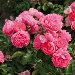 Moin Moin ® - Pink Flower Circus® KORmonali 