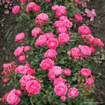 Moin Moin ® - Pink Flower Circus® KORmonali 