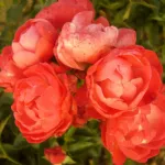 Rose Orange Morsdag