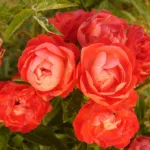 Rose Orange Morsdag