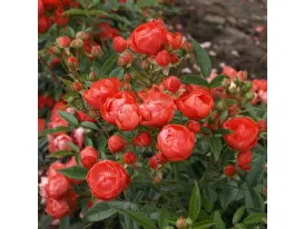 Rose Orange Morsdag