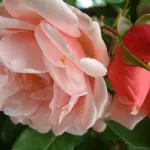 Rosa Albertine