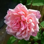 Rosa Albertine