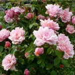 Rosa Albertine