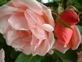 Rosa Albertine