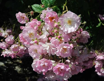Rose Apple Blossom