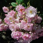 Rose Apple Blossom