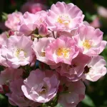 Rose Apple Blossom