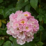 Rose Apple Blossom