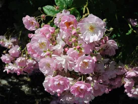 Rose Apple Blossom