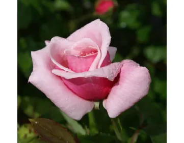 Rose Blossomtime 
