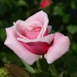 Rose Blossomtime 