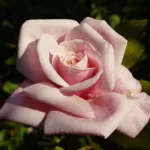 Rose Blossomtime 