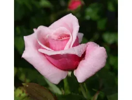 Rose Blossomtime 