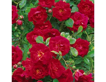 Rose Crimson Shower