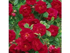 Rose Crimson Shower