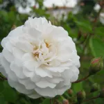 Rosa Félicité et Perpétue