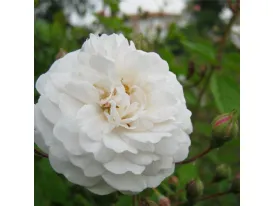 Rosa Félicité et Perpétue