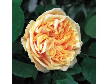 Rosa Gloire de Dijon - Old Glory Rose