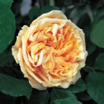 Rosa Gloire de Dijon - Old Glory Rose