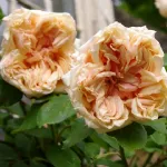 Rosa Gloire de Dijon - Old Glory Rose