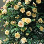 Rosa Gloire de Dijon - Old Glory Rose