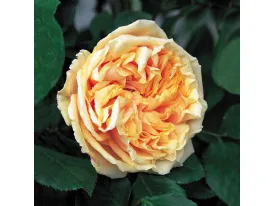 Rosa Gloire de Dijon - Old Glory Rose