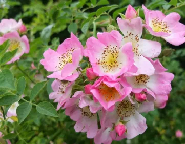 Rose Kew Rambler