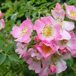 Rose Kew Rambler