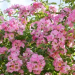 Rose Kew Rambler