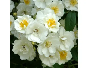 Rambling Rector