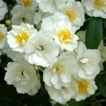 Rambling Rector