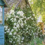 Rambling Rector