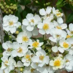 Rambling Rector